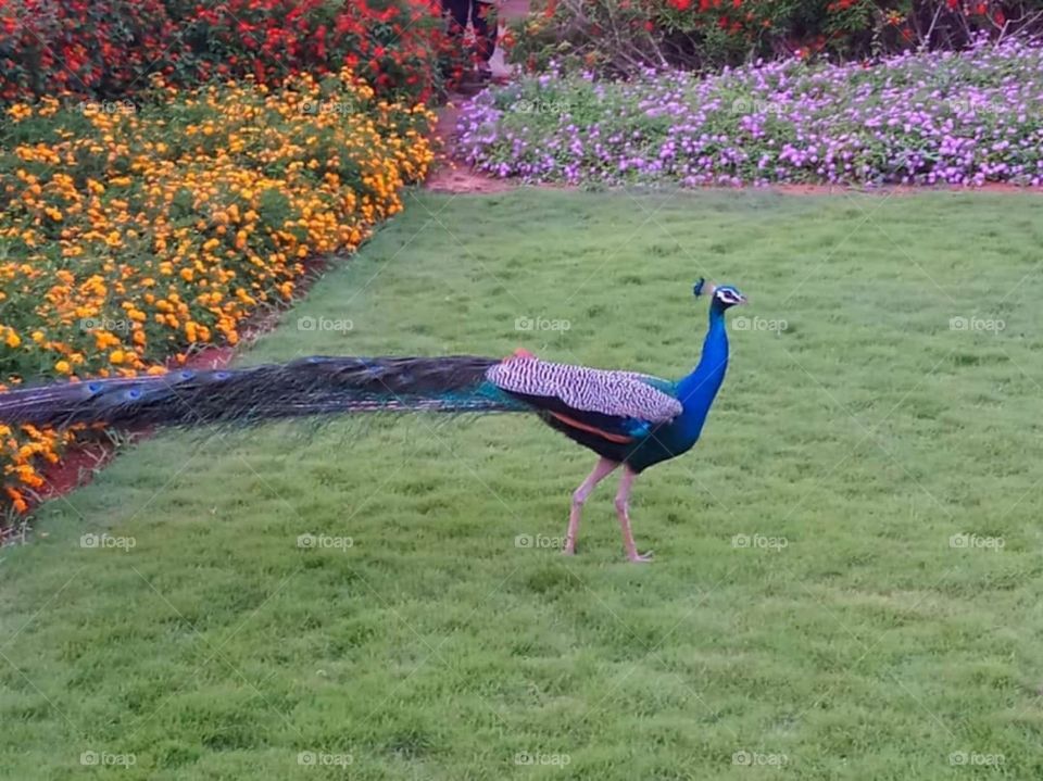peacock very beautiful