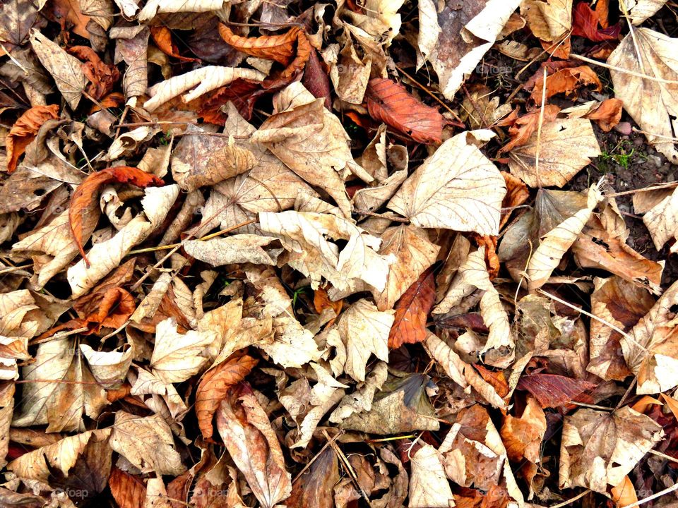 dead leaves