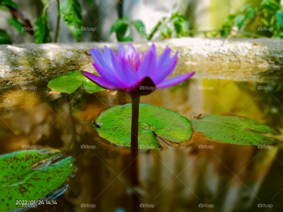 beautiful pond in water lilly flower naturel