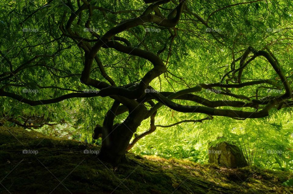 Tree in the forest