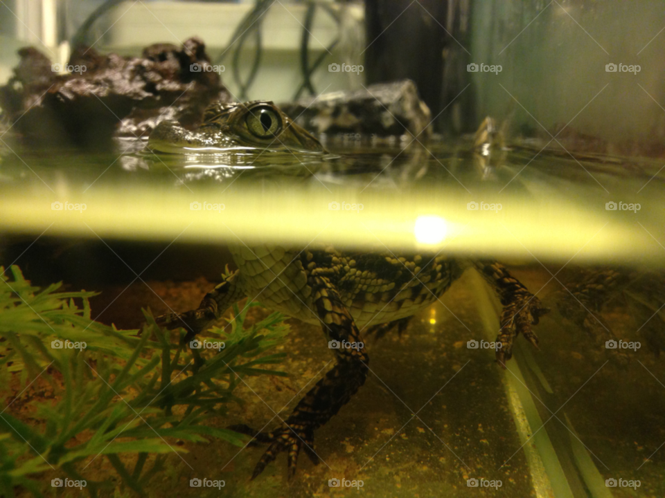 pet shop water pet crocodile by Don_Prassos
