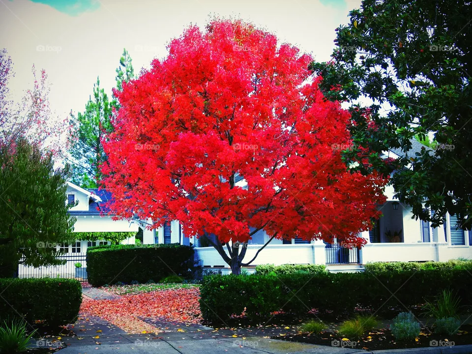 Tree