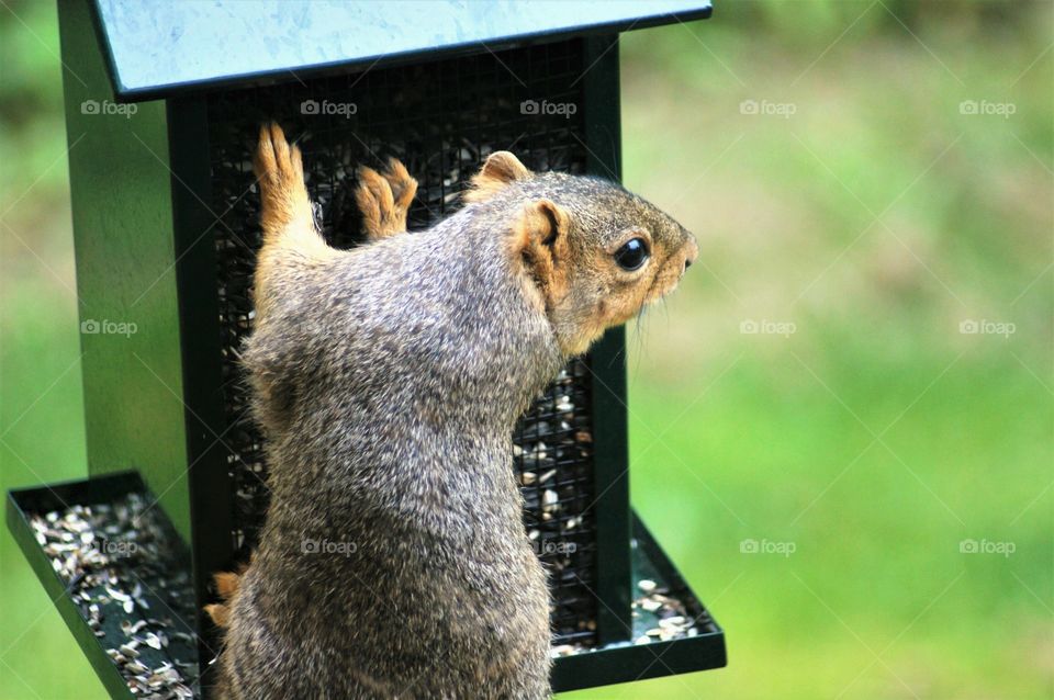 Silly squirrel eating all my birdseed 