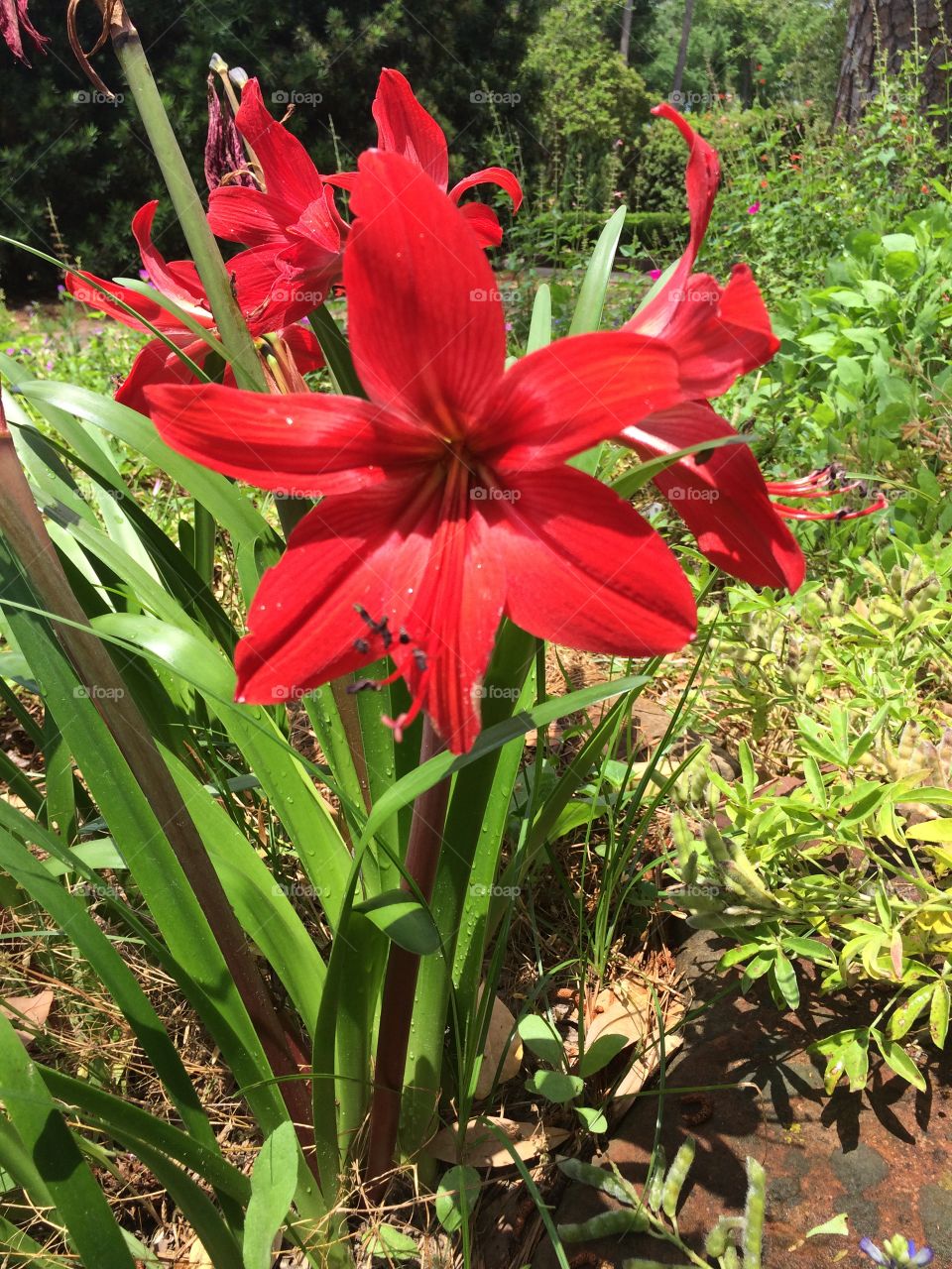 Red lily. Lilies