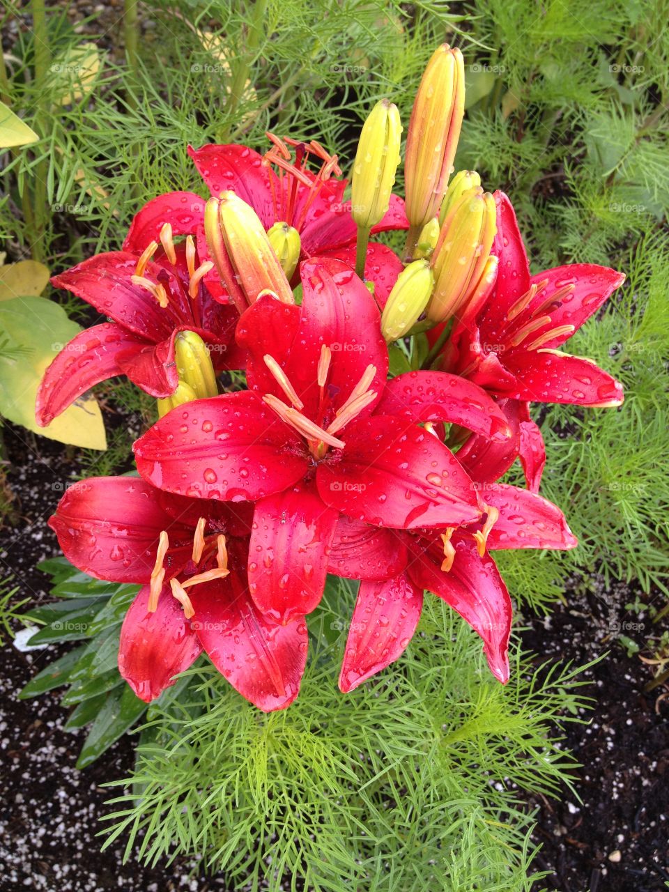 Red tiger lily bunch 