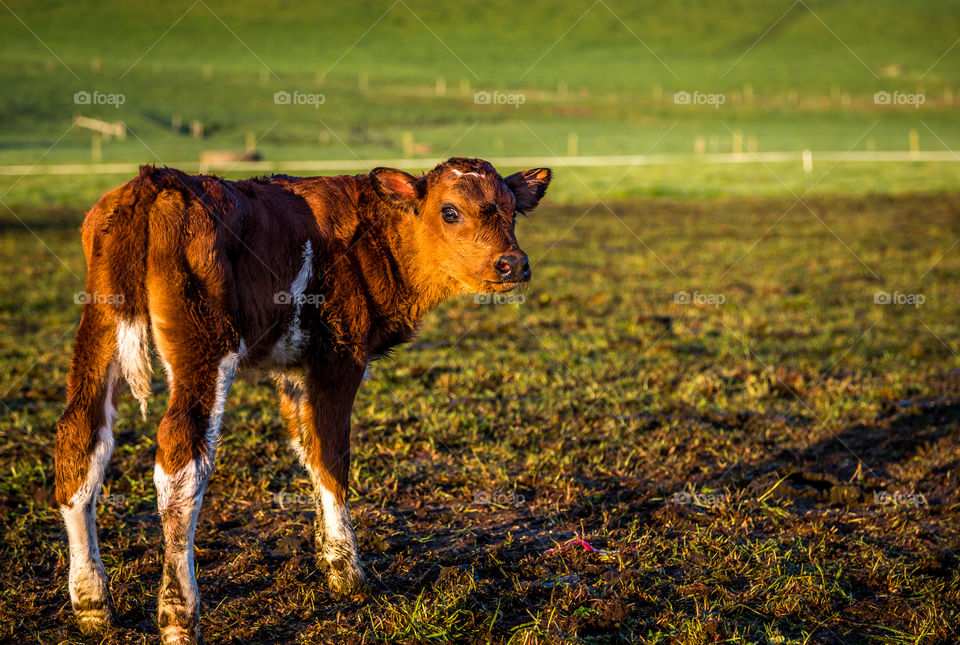 Just born. Dairy farm at sunrise. North island, New Zealand 