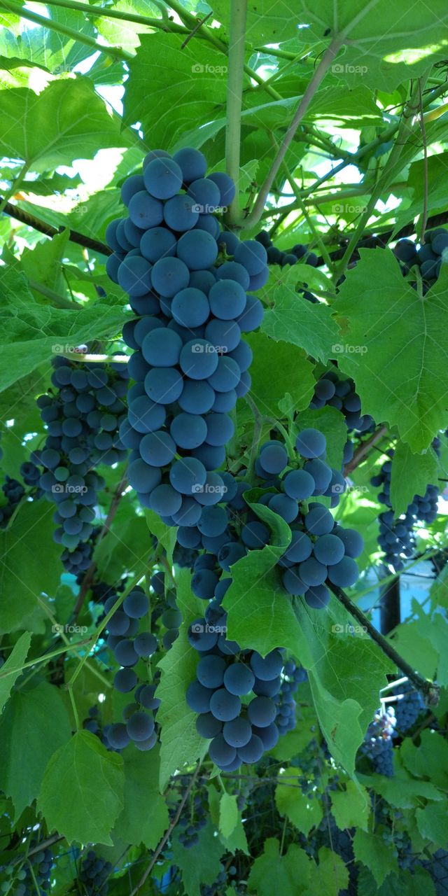 Grapevine, blue grapes, Isabella