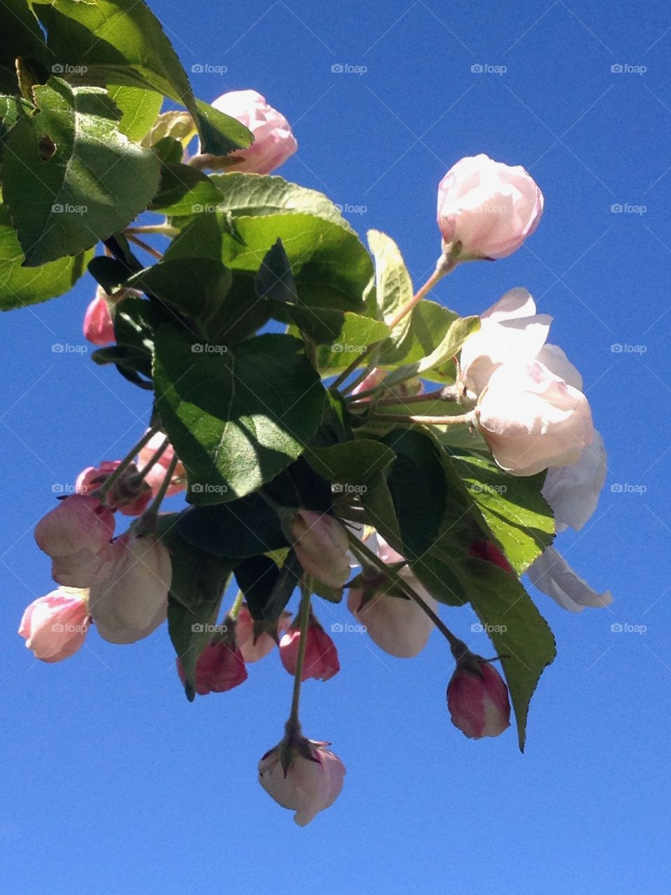 Apple blossom