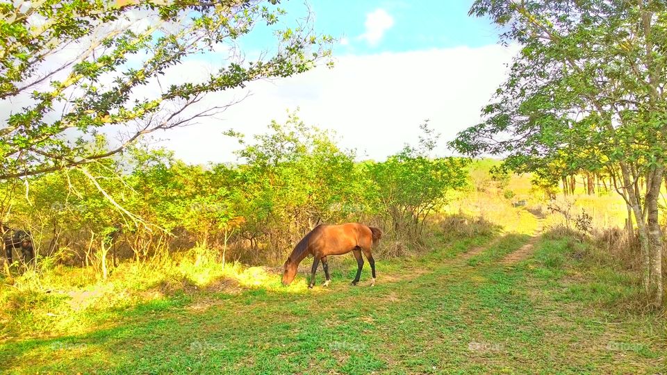 Farm horse