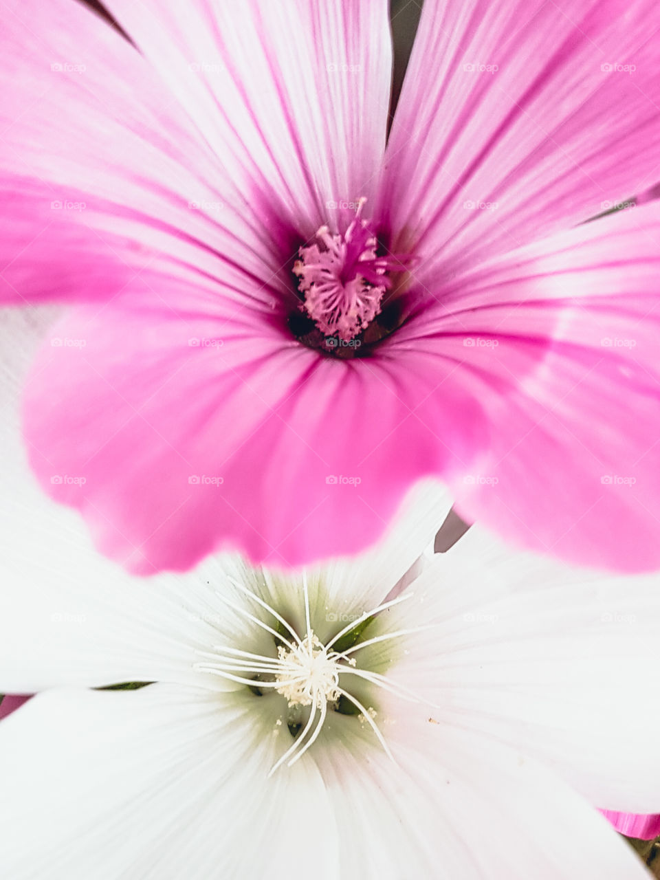 pink & white flowers