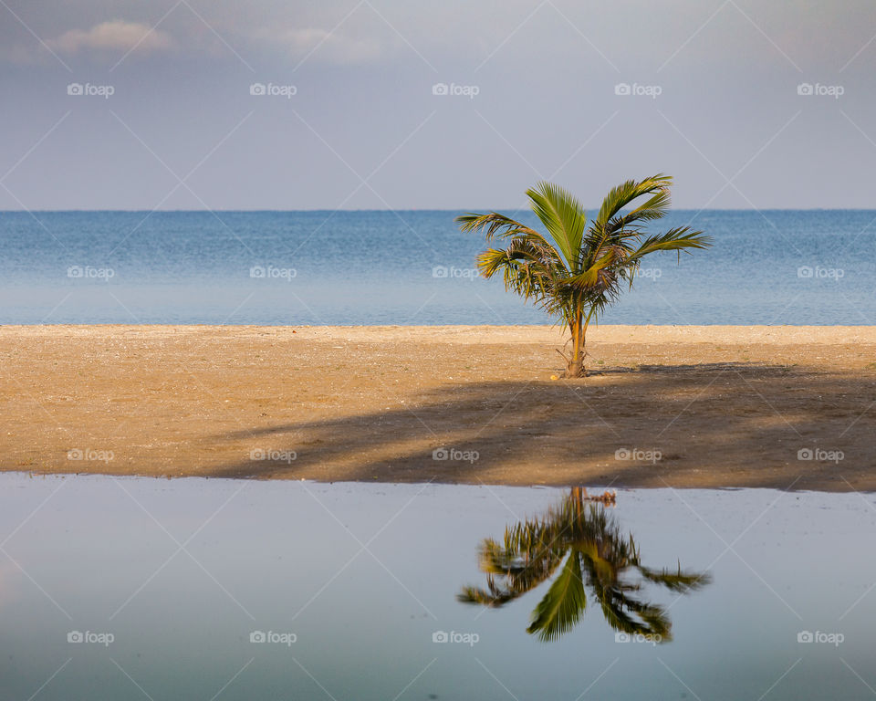 Reflection of palm tree against water