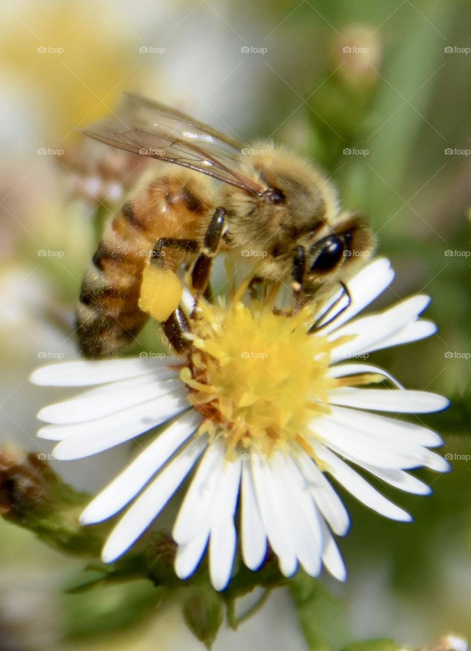 Honeybee on a daisy 