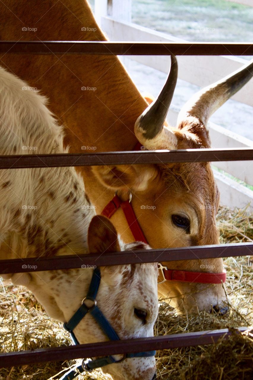 Backlit medium shot of longhorn cattle - a cow and her calf, eating hay in a stall