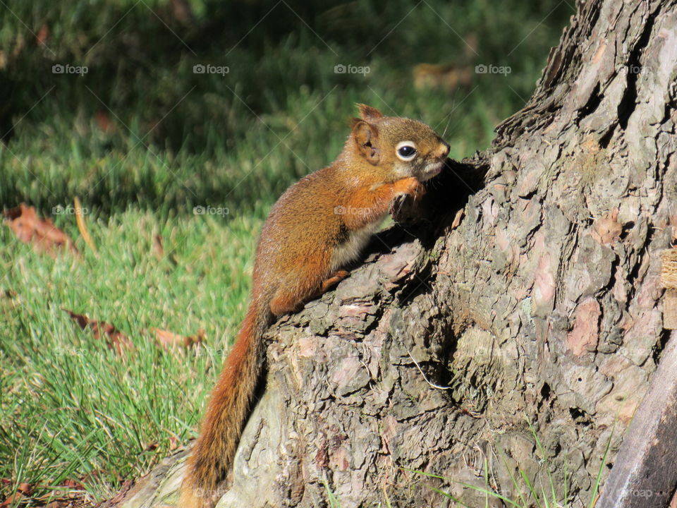 Red squirrel surprised to see me, frozen in place.