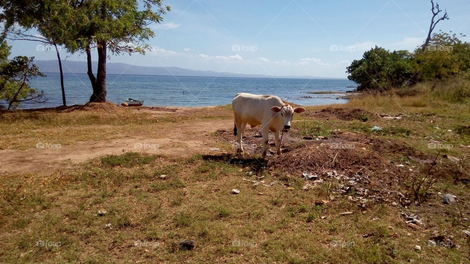 cow un the beach