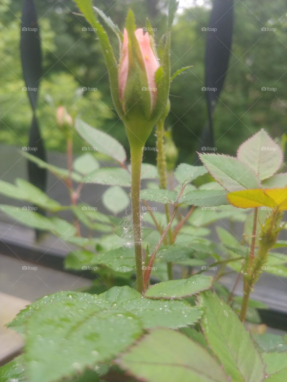 the rose bud i found on the roses o. the porch. one plant has a lot of buds the other has two.