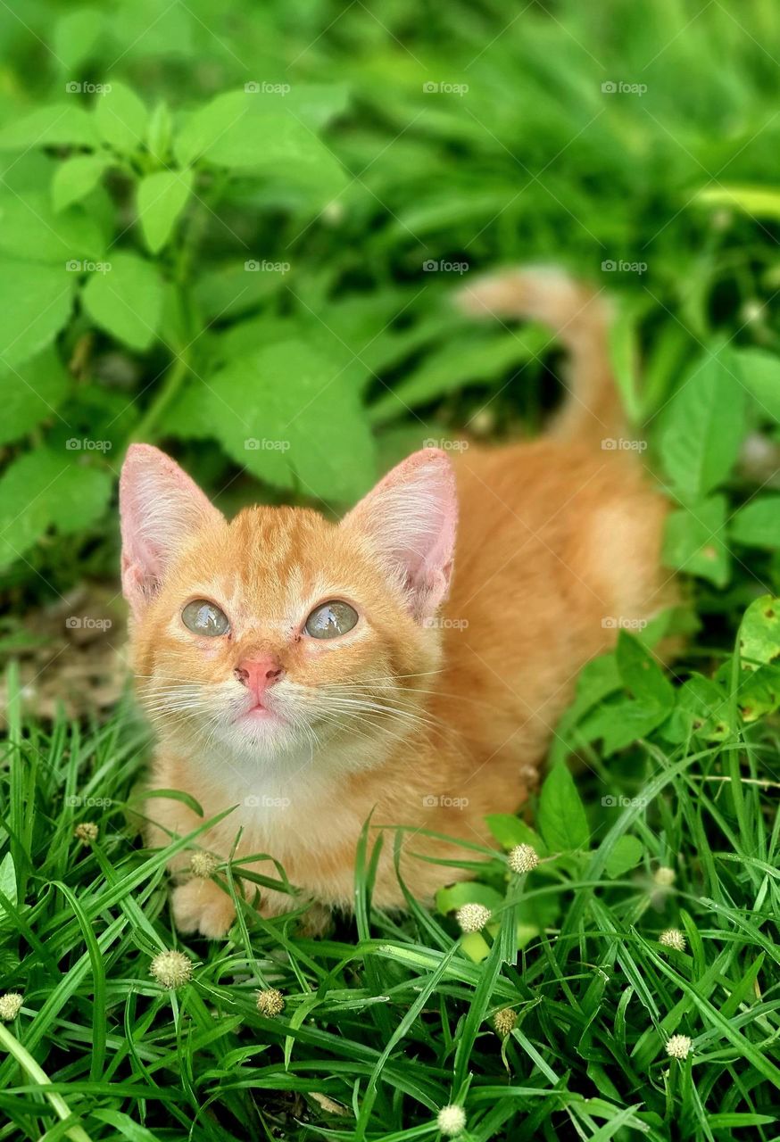 Orange Tabby Kitty