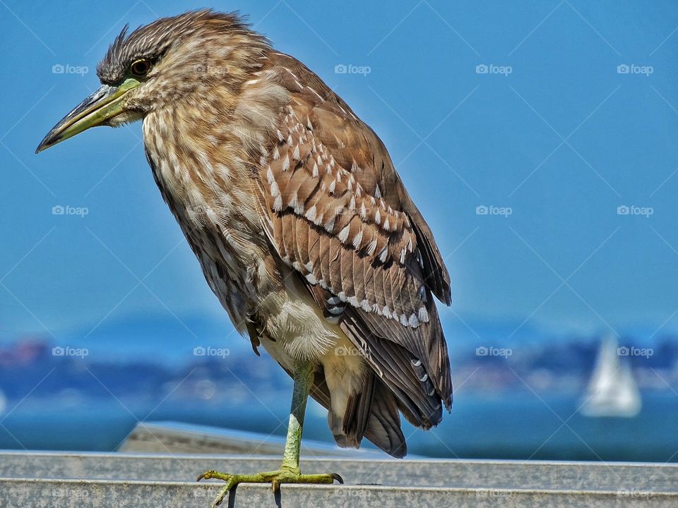 Great Heron. Majestic Great Heron On The San Francisco Bay
