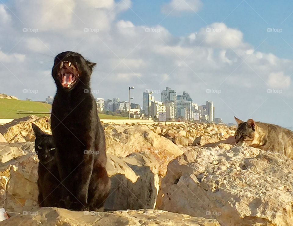 Cat, Israel, Tel-Aviv