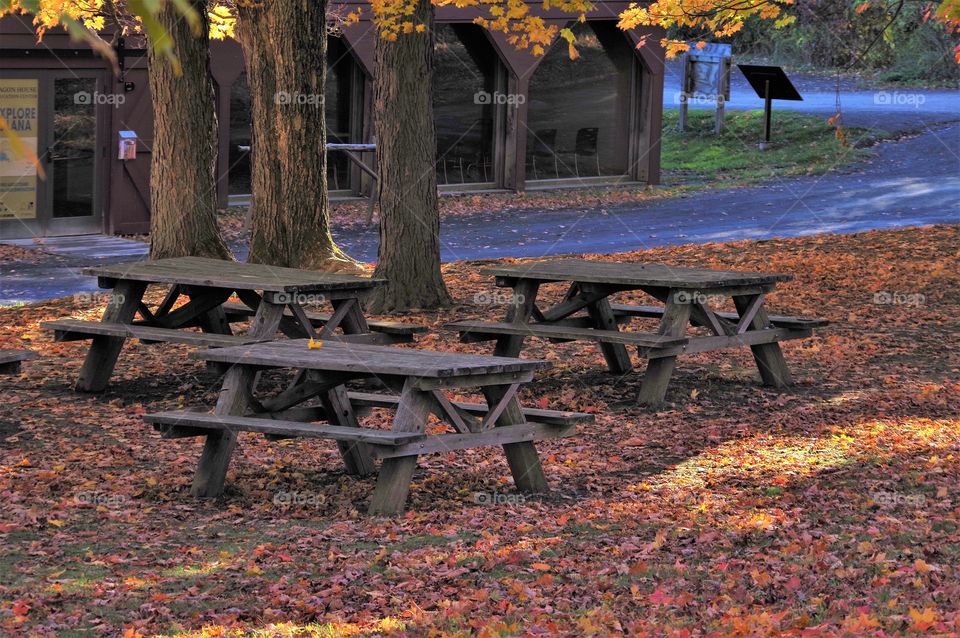 Fall Foliage Picnic Tables