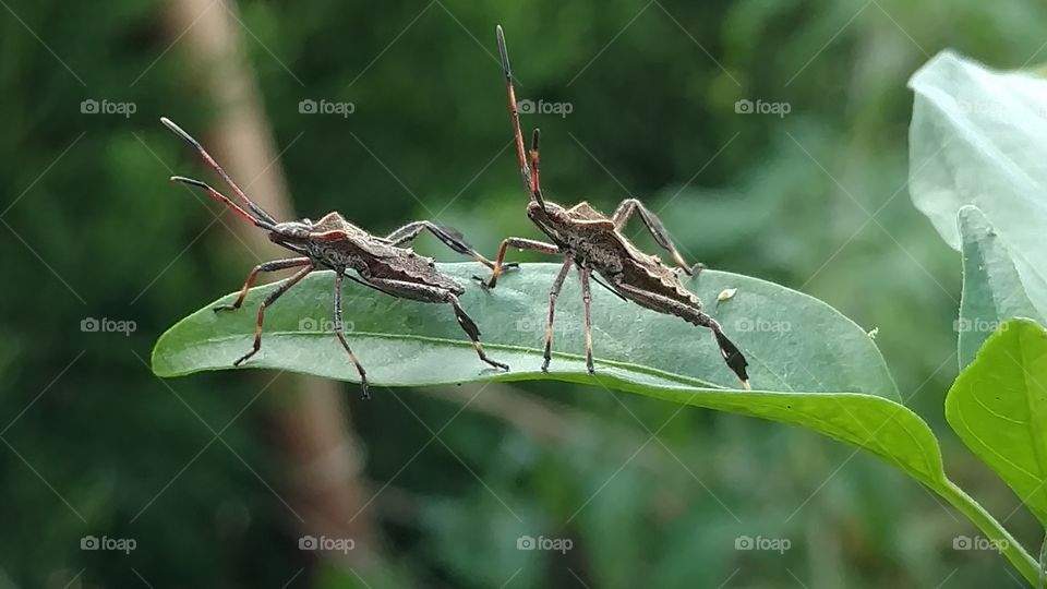 Insect, Nature, Invertebrate, Animal, Antenna