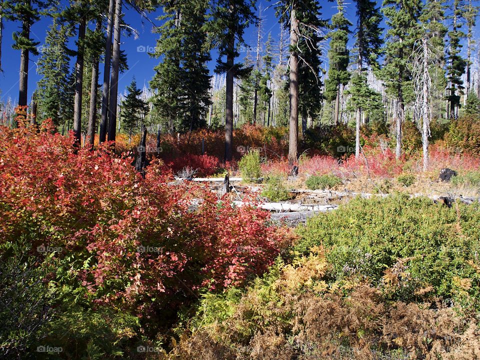 Bright red, orange, and yellow foliage on the forest floor in the woods of Oregon on a sunny fall day. 