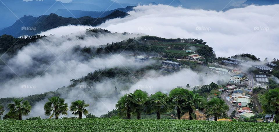 Beautiful mountain and tea garden scenery
