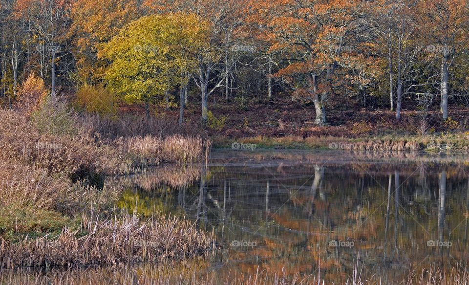 Kvalmsö naturreservat, reflections