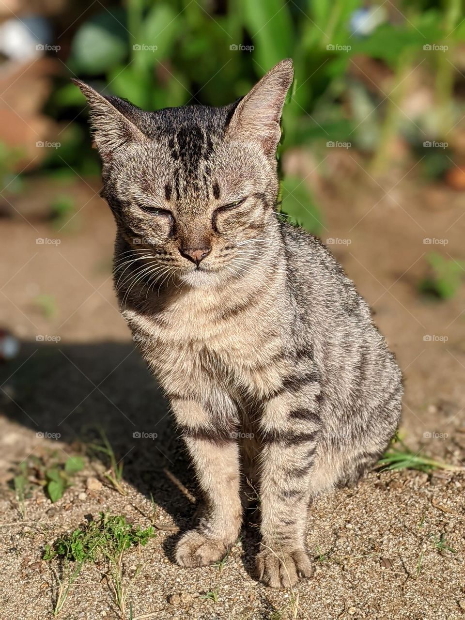 striped cat is sunbathing😅