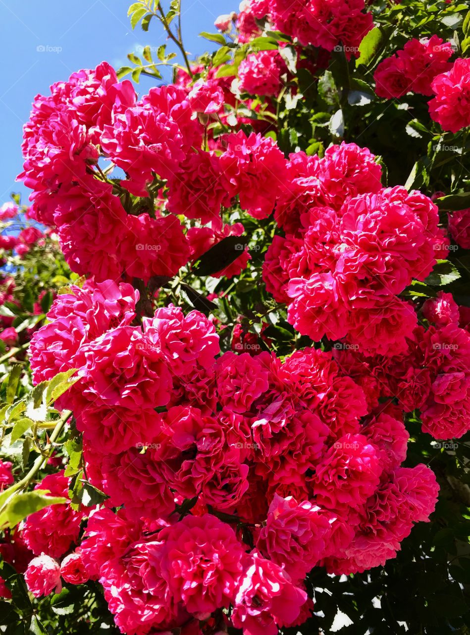 Pink carnations—takes in Ludington, Michigan 