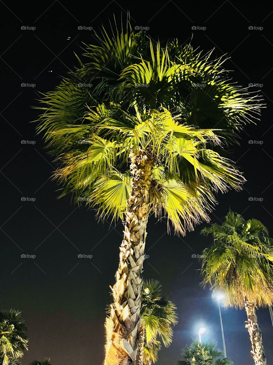 Palm tree in the night