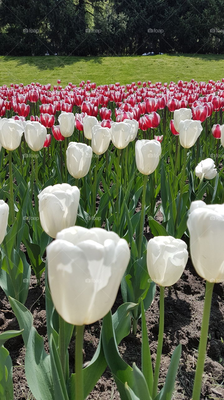 pink and white tulips field in the park