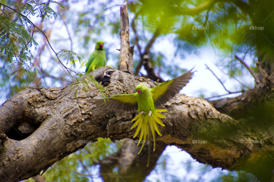 Green Parrots flying, beautiful birds, wildlife