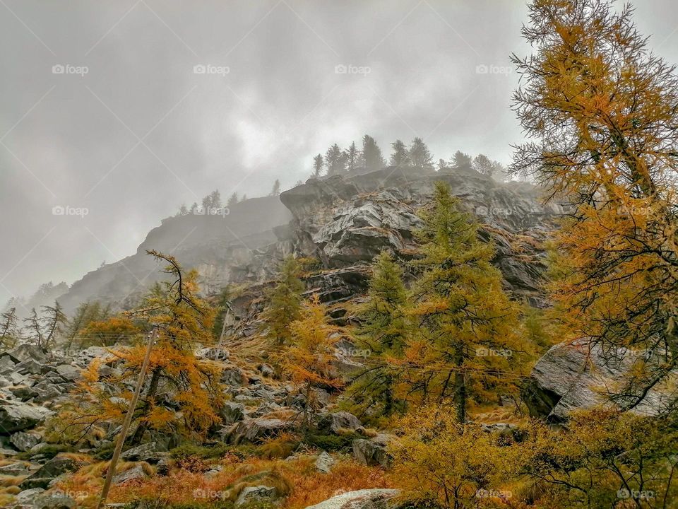 trees With autumn colors and fog on Mountain peak