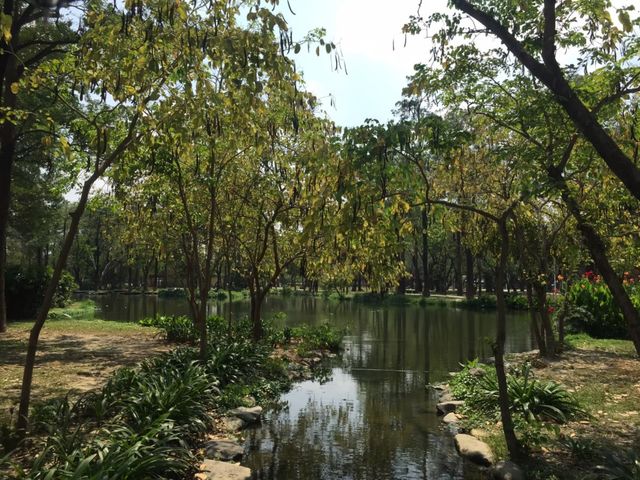 A pond in the trees