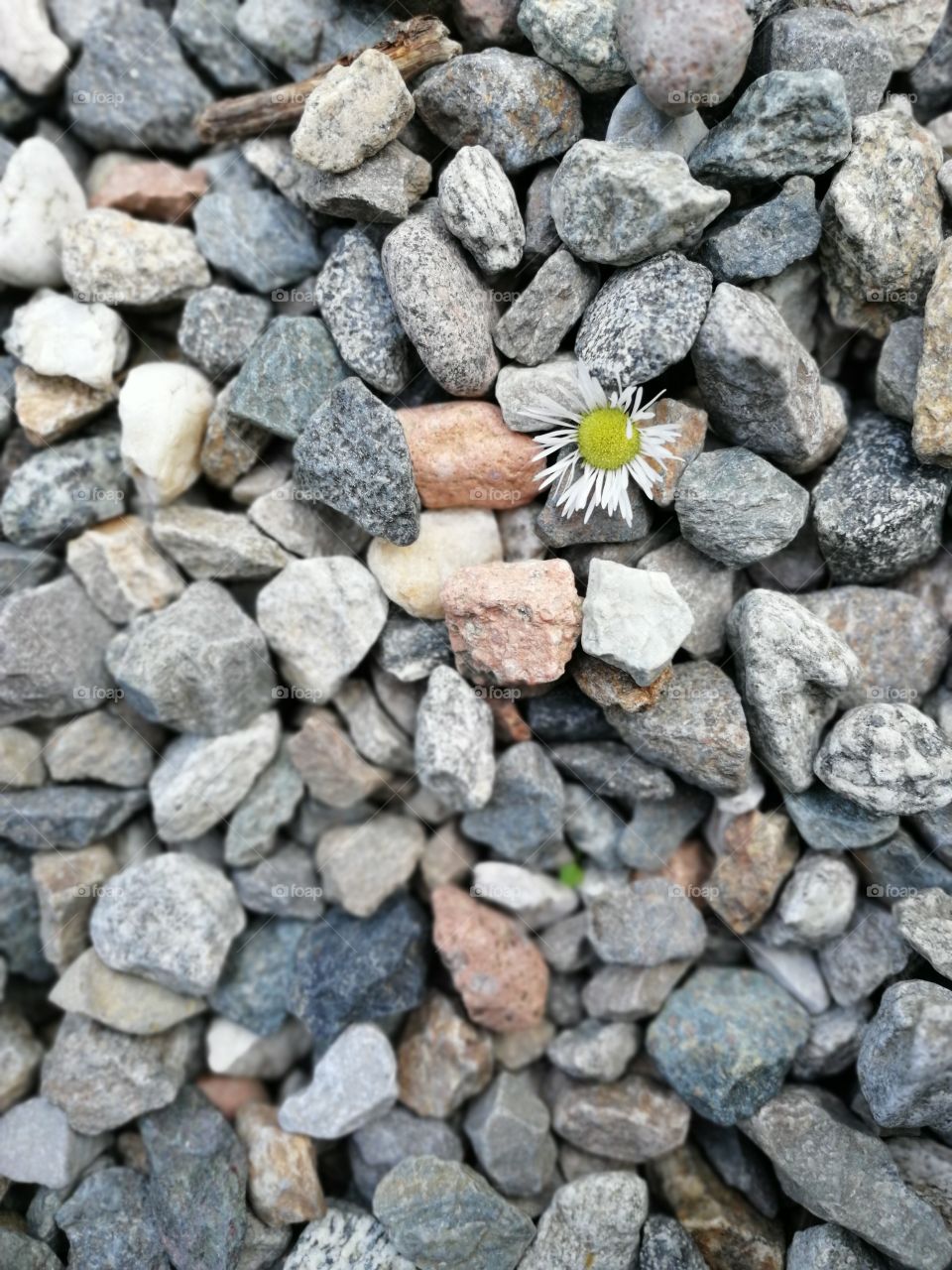 Daisy on lake stones. Flay lay