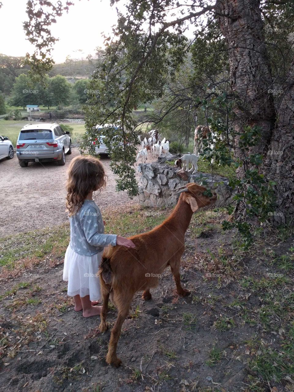 Girl and goat, Hermanus, South Africa