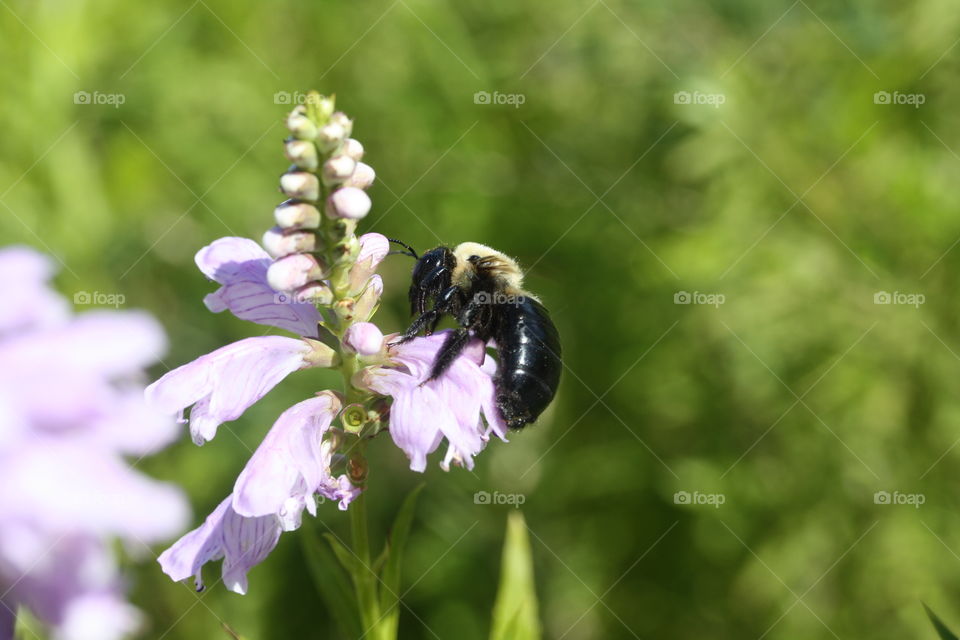 Pollination