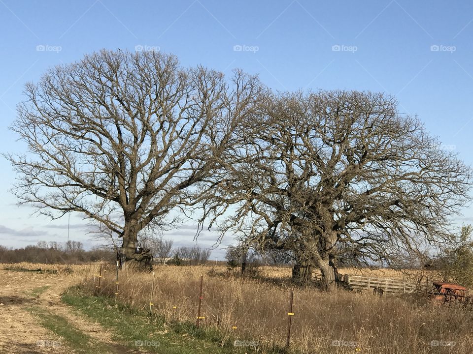 Iowa farm