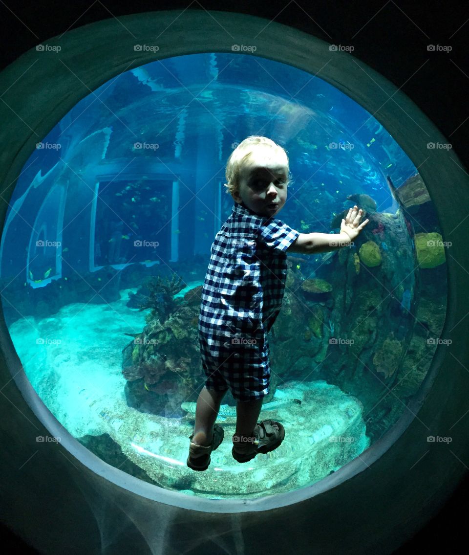Aquariums port hole  under water