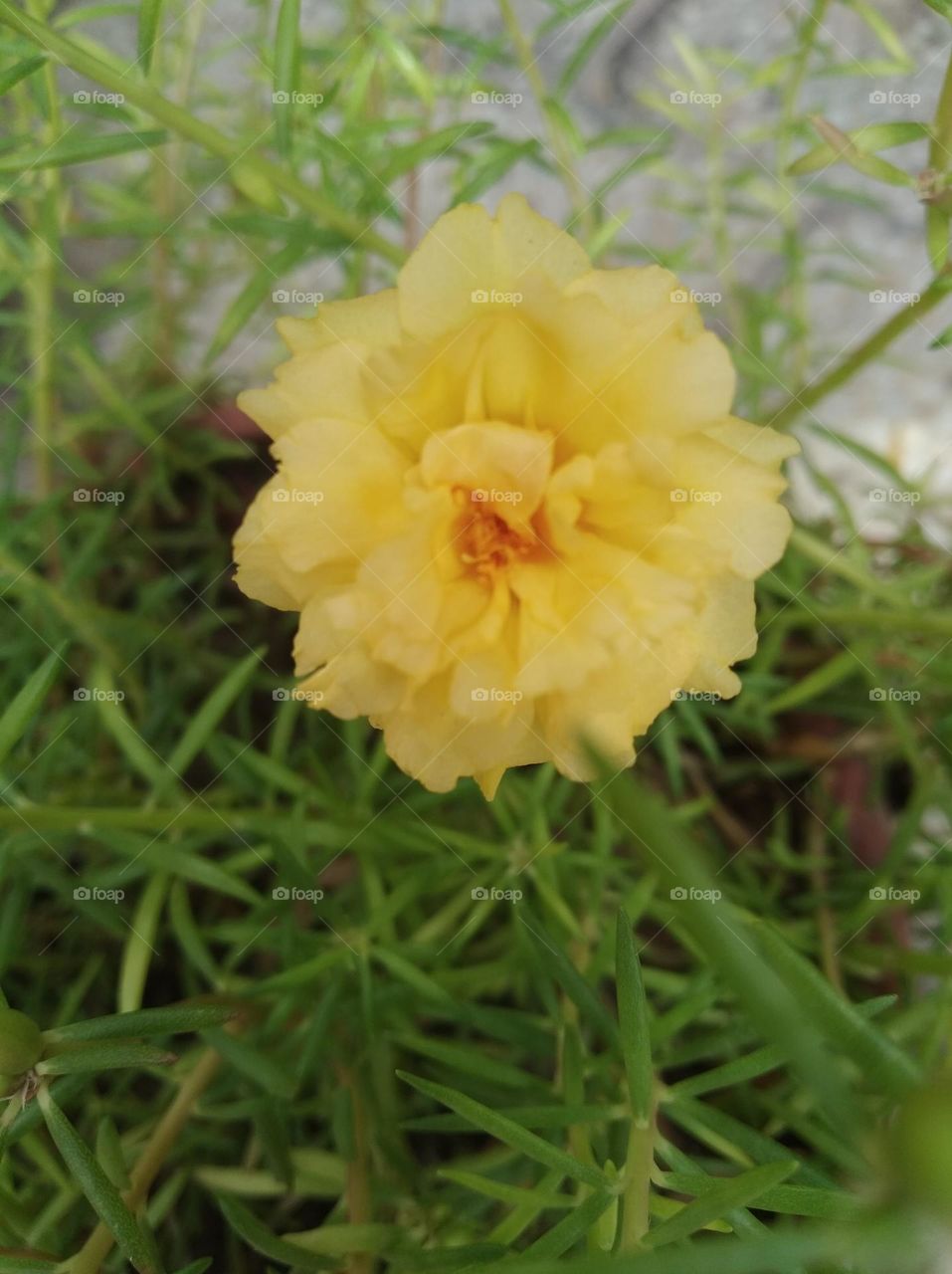 yellow flower seasonal fresh shurb small size looks very beautiful generally found everywhere