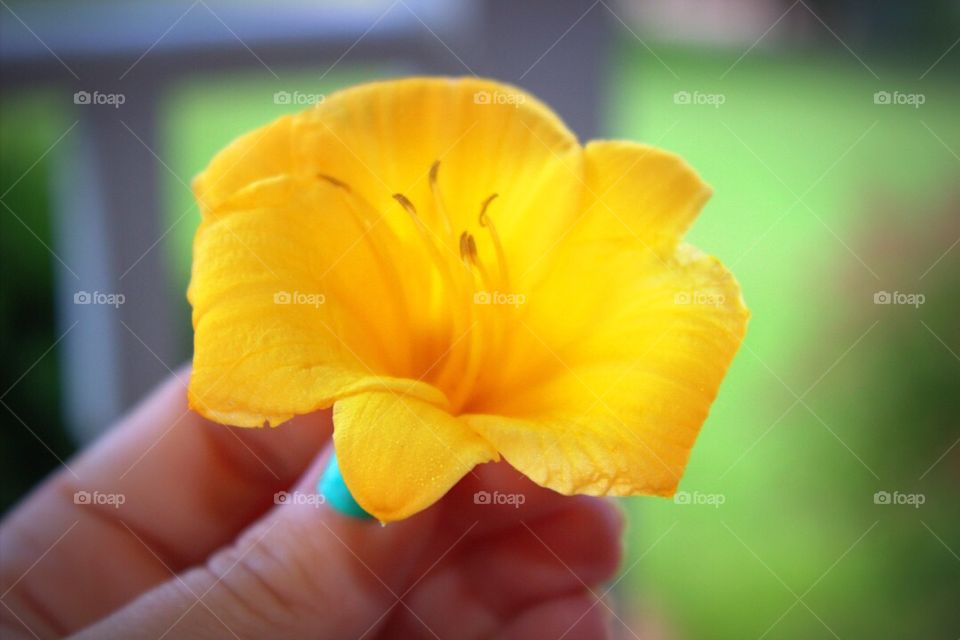 Single flower in hand
