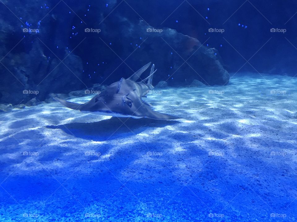 Ray shark at the aquarium. 