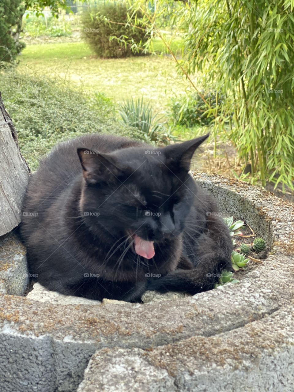 Tired black cat on a stone