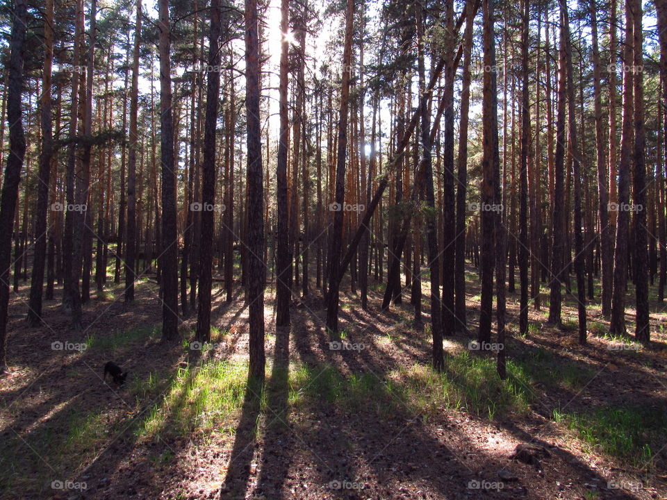 сосновый лес в разгаре лета