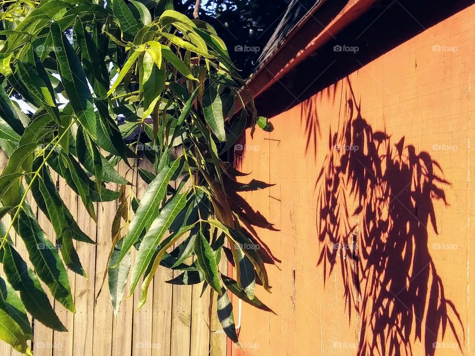 branch of a pecan tree with shadow