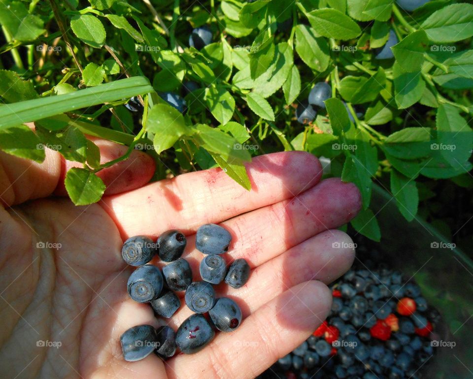 Fruit, Food, Berry, Blueberry, Leaf