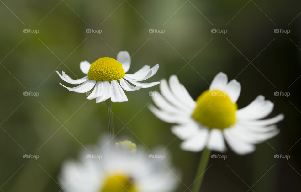 Beautiful Summer Blooming Camomile Close Up