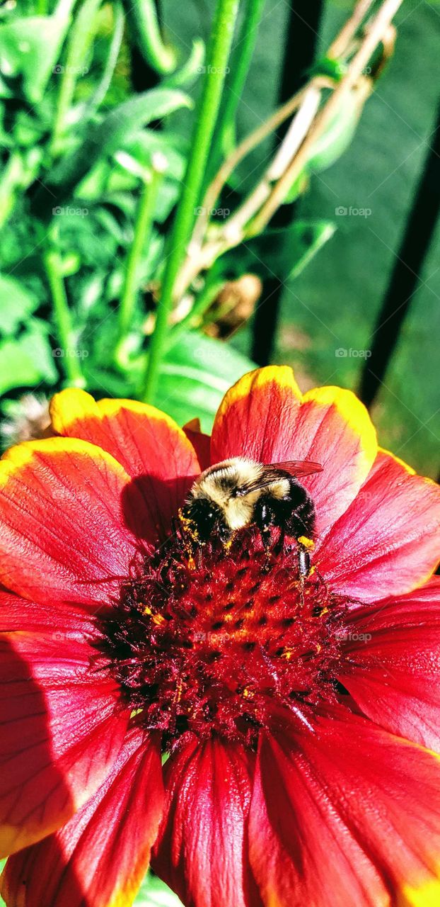 Bee collecting pollen from a red and yellow Daisy flower. Most bees collect just pollen or just nectar on any trip, but a few carry both at the same time