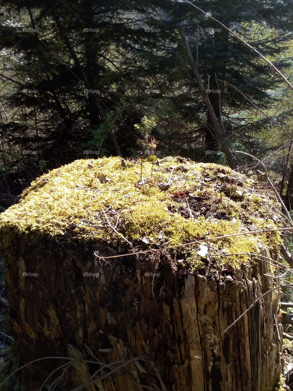 An old fir tree grew on an old stump